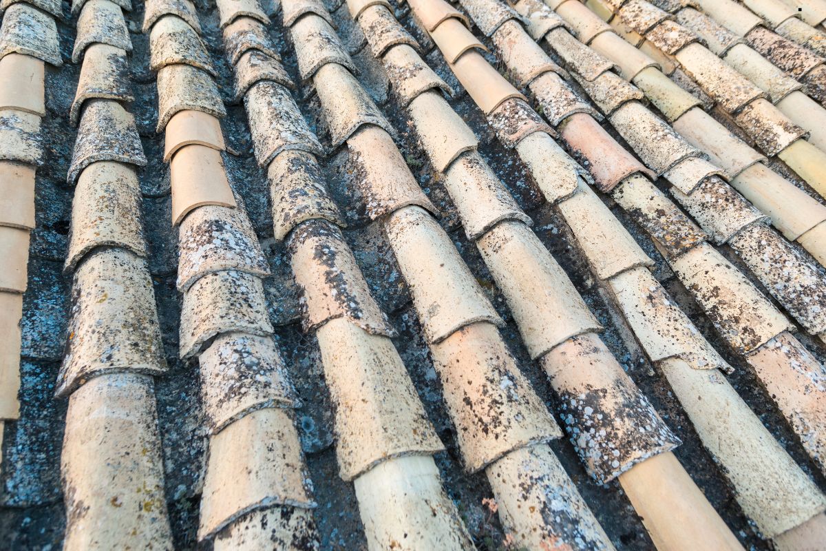 Close-up of a diverse roof showcasing various tile types, highlighting the need for roofing services to address discoloration.