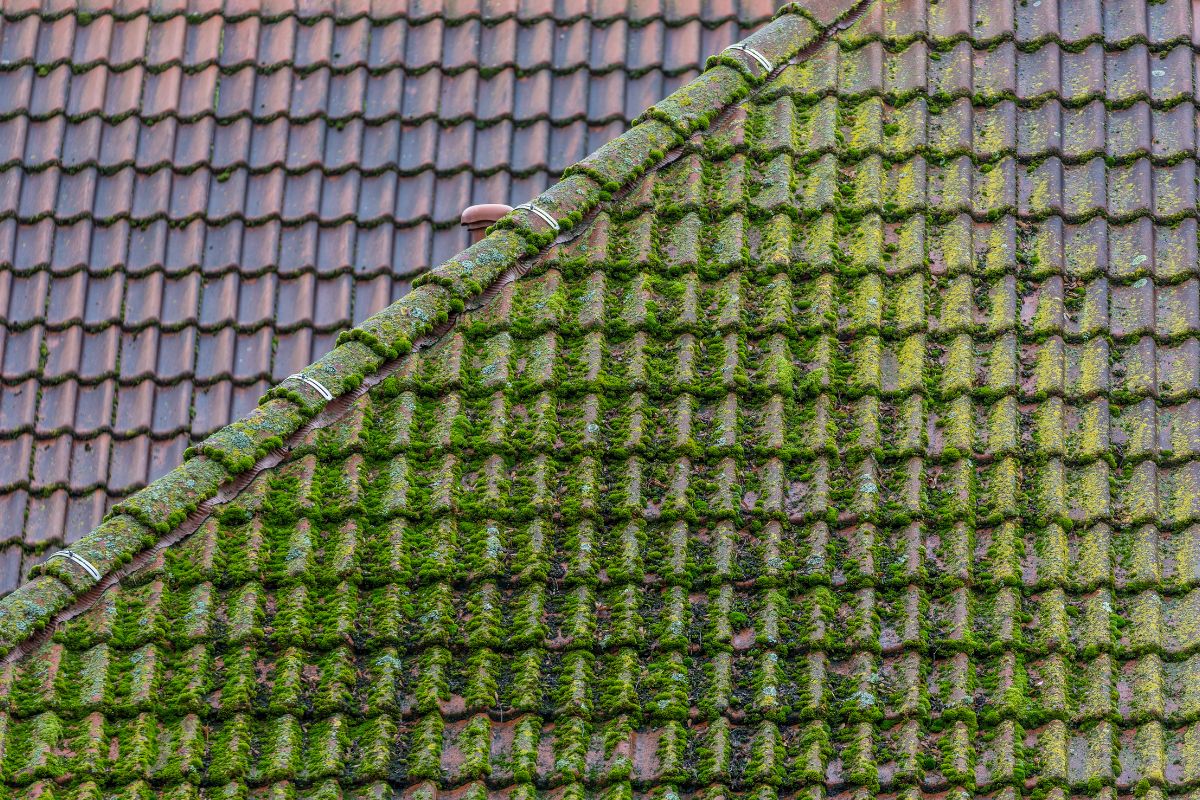 A green roof covered in lush moss, illustrating the presence of roof algae in a natural environment. 