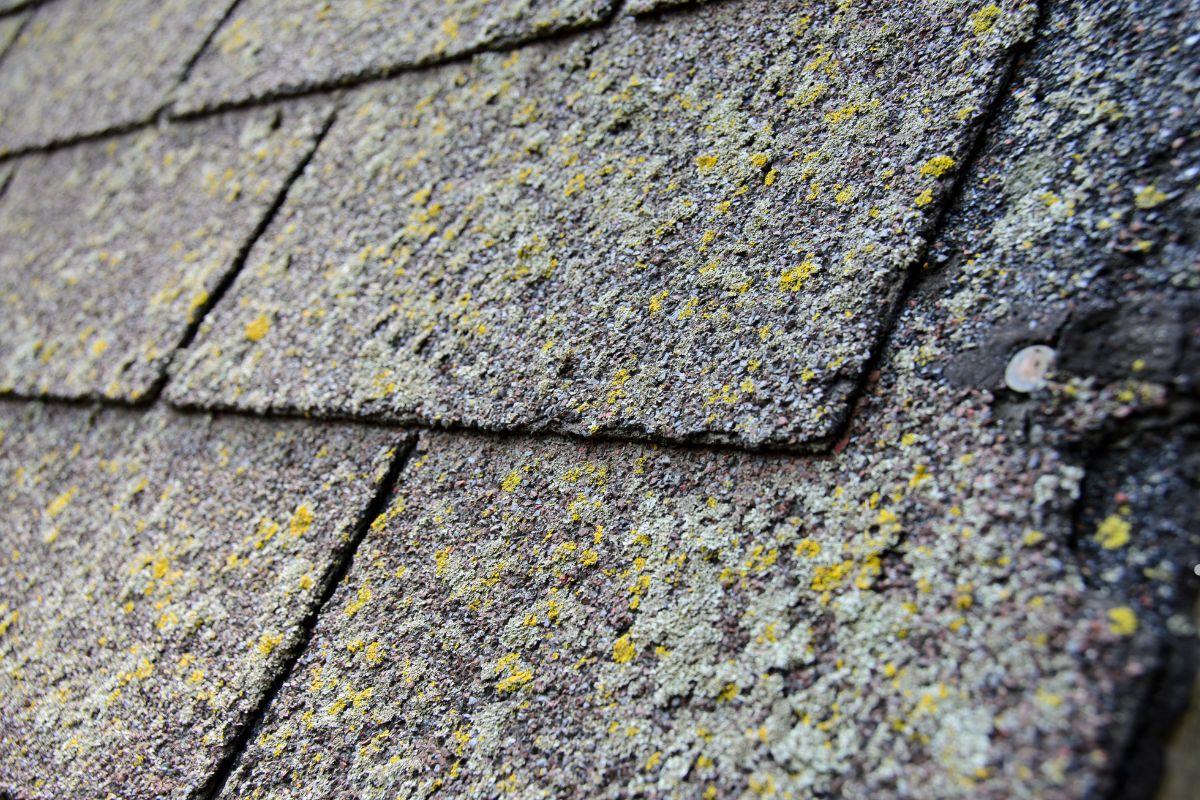 Close-up of a roof showing yellow and brown lichen, with dark streaks indicating potential moisture issues